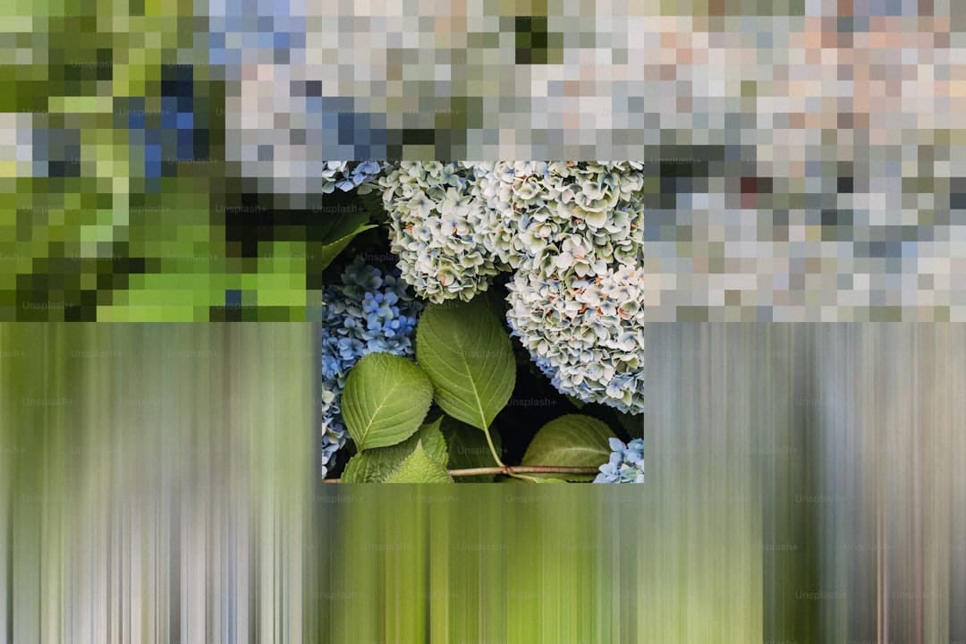 旅澳大熊猫“星秋”“怡兰”将于21日在阿德莱德与大众碰头